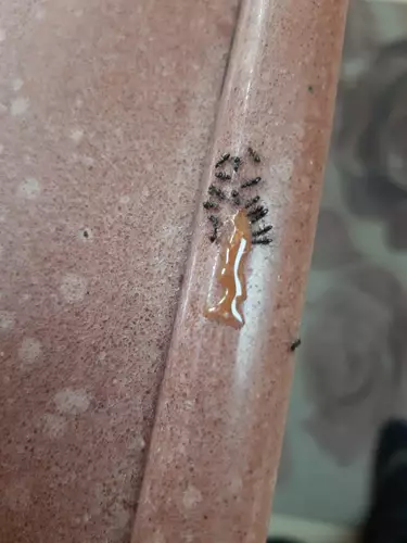 הדברת נמלים על השיש